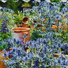 Attēlu rezultāti vaicājumam “Eryngium maritimum flower”