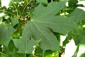 Attēlu rezultāti vaicājumam “Acer platanoides fruit”