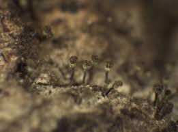 Attēlu rezultāti vaicājumam “Chaenotheca phaeocephala”