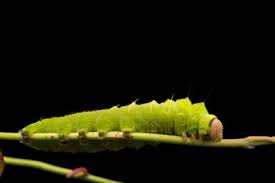 Attēlu rezultāti vaicājumam “Anthrenus sp. imago”