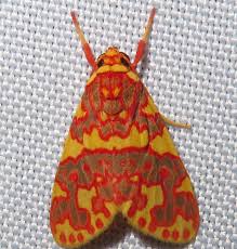 Attēlu rezultāti vaicājumam “Arctophila superbiens”