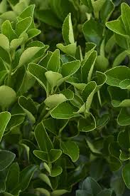 Attēlu rezultāti vaicājumam “Euonymus”