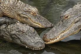 Image result for Alligator mississippiensis