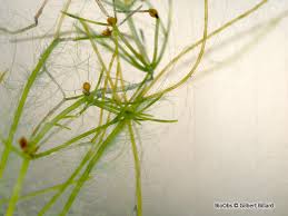 Attēlu rezultāti vaicājumam “Nitella flexilis”