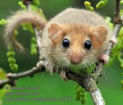 Attēlu rezultāti vaicājumam “Muscardinus avellanarius”