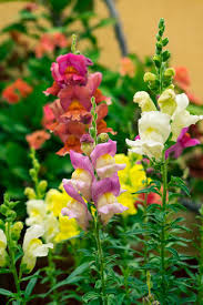 Attēlu rezultāti vaicājumam “Antirrhinum majus flower”