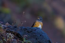 Image result for Turdus obscurus