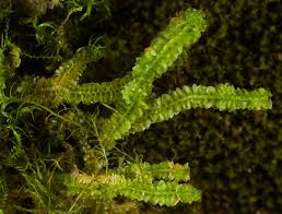 Attēlu rezultāti vaicājumam “Trilophozia quinquedentata”