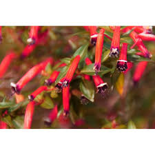 Image result for Cuphea ignea