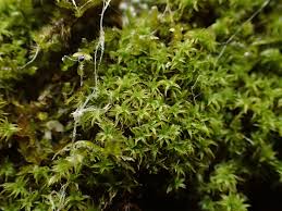 Attēlu rezultāti vaicājumam “Zygodon rupestris”