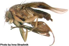 Attēlu rezultāti vaicājumam “Phoridae”