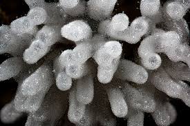 Attēlu rezultāti vaicājumam “Ceratiomyxa fruticulosa macro”