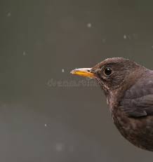 Attēlu rezultāti vaicājumam “Turdus merula female”
