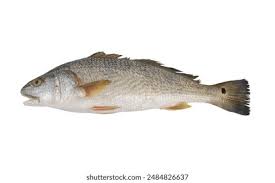 Image result for Sciaenops ocellatus