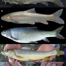 Image result for Salmo ciscaucasicus