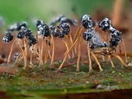 Attēlu rezultāti vaicājumam “Physarum flavicomum stalked”