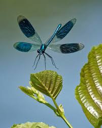 Attēlu rezultāti vaicājumam “Calopteryx splendens”