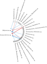Attēlu rezultāti vaicājumam “Diachea subsessilis stalked”