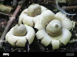 Attēlu rezultāti vaicājumam “Geastrum”