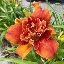 Image result for Hemerocallis `Moses Fire`