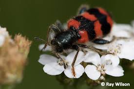 Attēlu rezultāti vaicājumam “Cleridae”