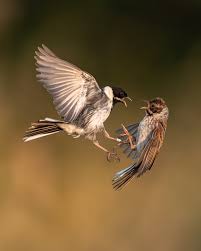 Attēlu rezultāti vaicājumam “Emberiza schoeniclus male”