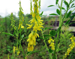 Attēlu rezultāti vaicājumam “Melilotus officinalis leaf”