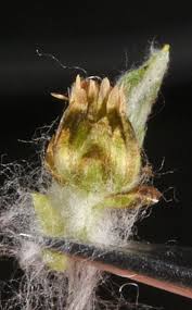 Attēlu rezultāti vaicājumam “Gnaphalium sylvaticum bud”