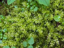 Attēlu rezultāti vaicājumam “Plagiomnium”