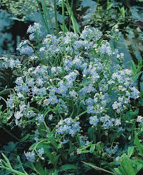 Attēlu rezultāti vaicājumam “Myosotis scorpioides bud”
