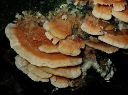 Attēlu rezultāti vaicājumam “Antrodiella semisupina”