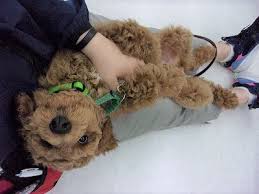 Image result for 生理現象ラキ