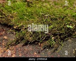 Attēlu rezultāti vaicājumam “Hygroamblystegium varium”