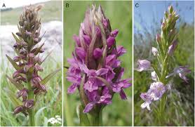 Attēlu rezultāti vaicājumam “Dactylorhiza maculata bud”