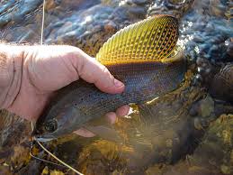 Image result for Thymallus thymallus