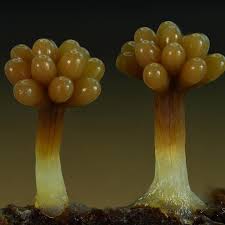 Attēlu rezultāti vaicājumam “Physarum diderma macro”