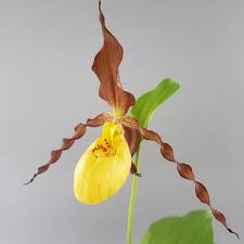 Attēlu rezultāti vaicājumam “Cypripedium calceolus”