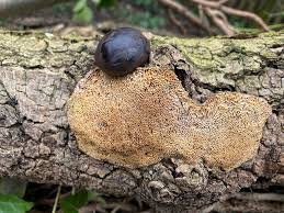 Attēlu rezultāti vaicājumam “Dichomitus campestris”