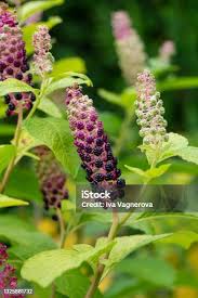 Attēlu rezultāti vaicājumam “Phytolacca acinosa fruit”