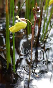 Attēlu rezultāti vaicājumam “Utricularia minor flower”