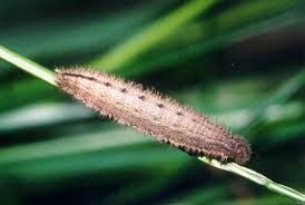 Attēlu rezultāti vaicājumam “Aphantopus hyperantus underside”