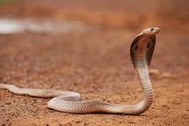 Attēlu rezultāti vaicājumam “Serpentes”