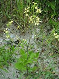Attēlu rezultāti vaicājumam “Raphanus raphanistrum”