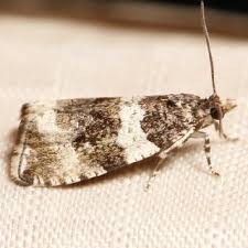 Attēlu rezultāti vaicājumam “Orthotaenia undulana”