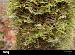 Attēlu rezultāti vaicājumam “Neckera”