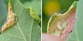 Attēlu rezultāti vaicājumam “Rabdophaga salicis”