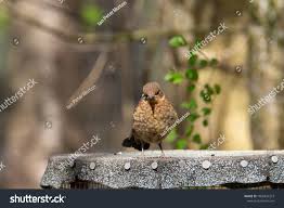 Attēlu rezultāti vaicājumam “Erithacus rubecula juvenile”