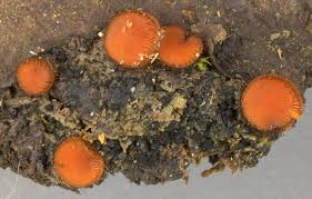 Attēlu rezultāti vaicājumam “Scutellinia scutellata”