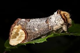 Attēlu rezultāti vaicājumam “Phalera bucephala”