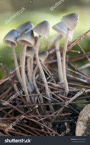 Attēlu rezultāti vaicājumam “Mycena amicta”